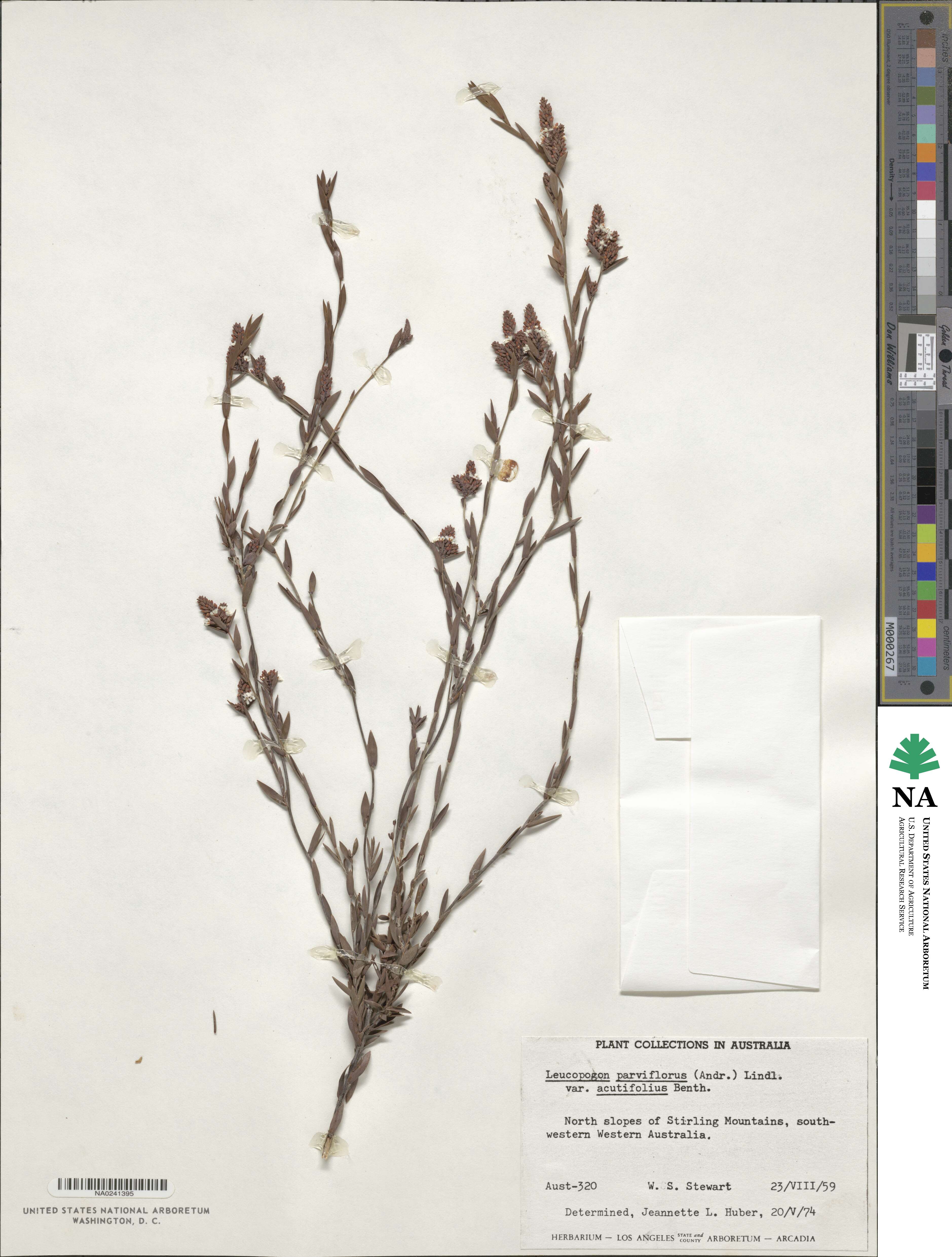 Leptecophylla parvifolia image