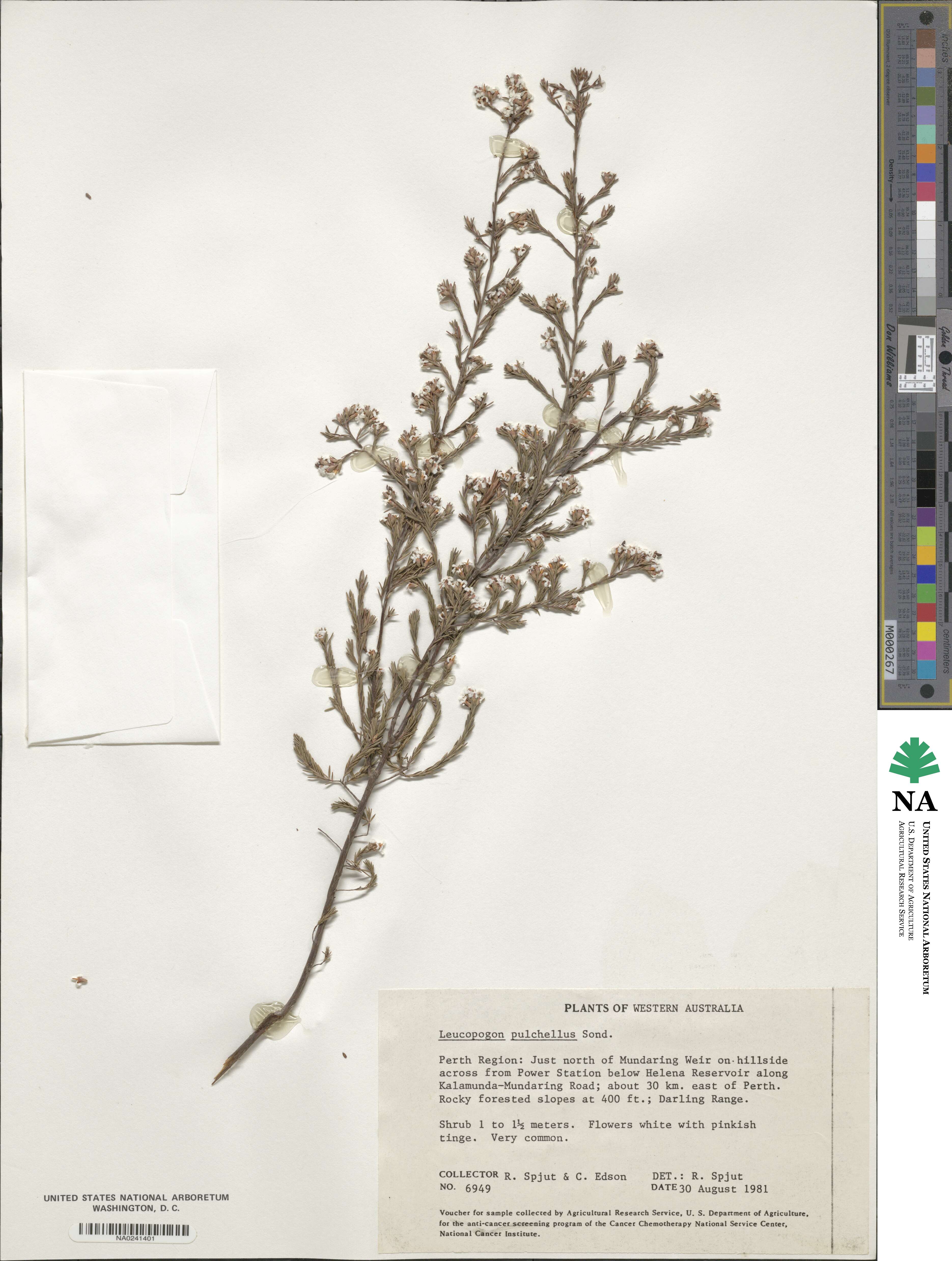 Styphelia exserta image