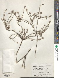 Image of Leucopogon reflexus