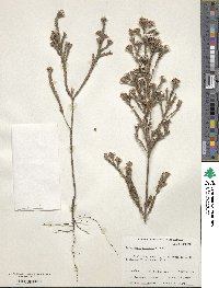 Image of Leucopogon striatus