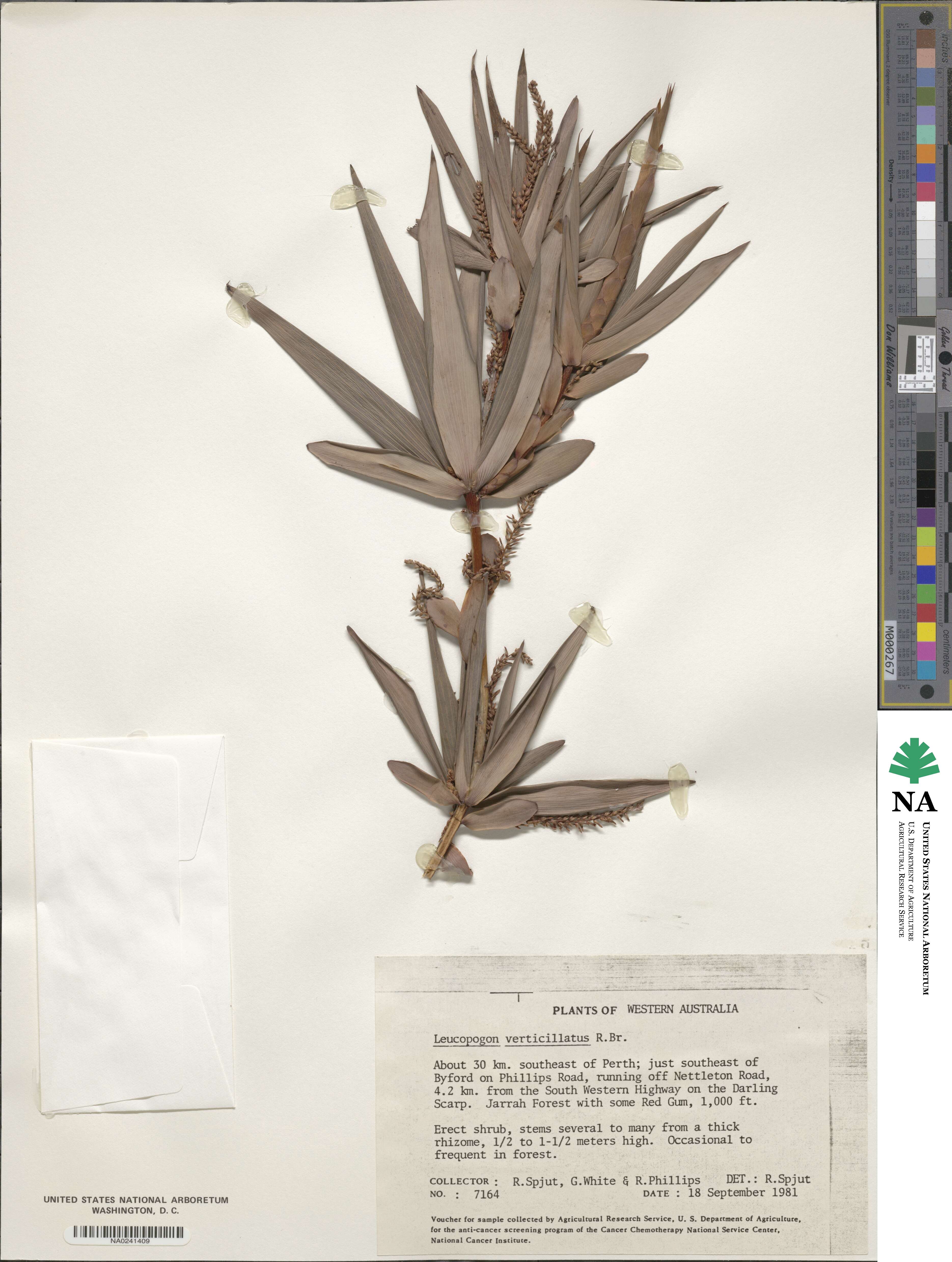 Leucopogon verticillatus image