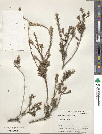 Image of Leucopogon virgatus