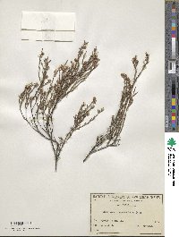 Leucopogon virgatus image