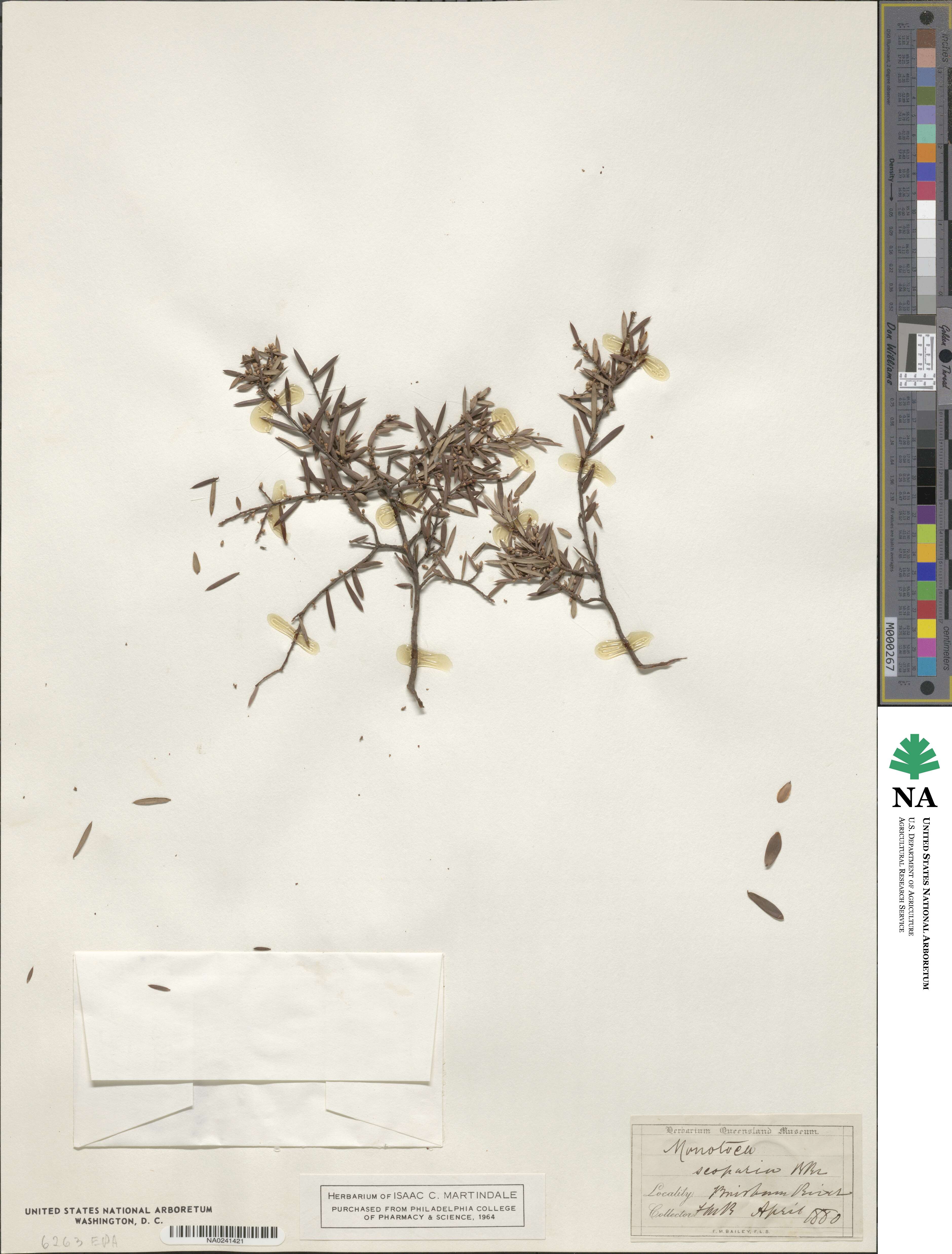 Monotoca scoparia image
