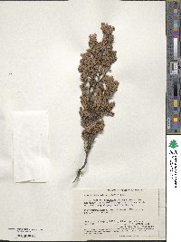 Image of Acrotriche cordata