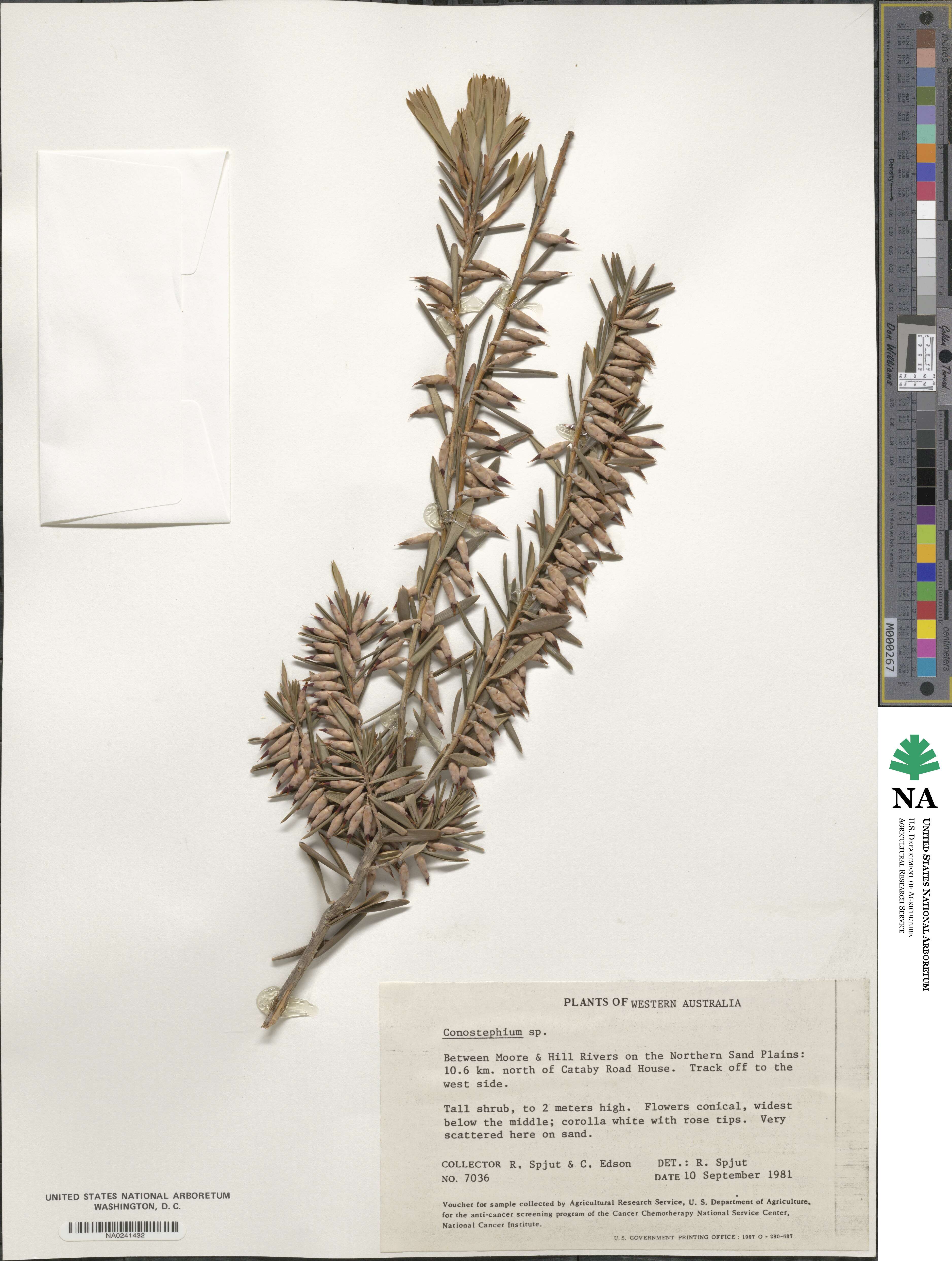 Conostephium image