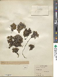 Diapensia lapponica image