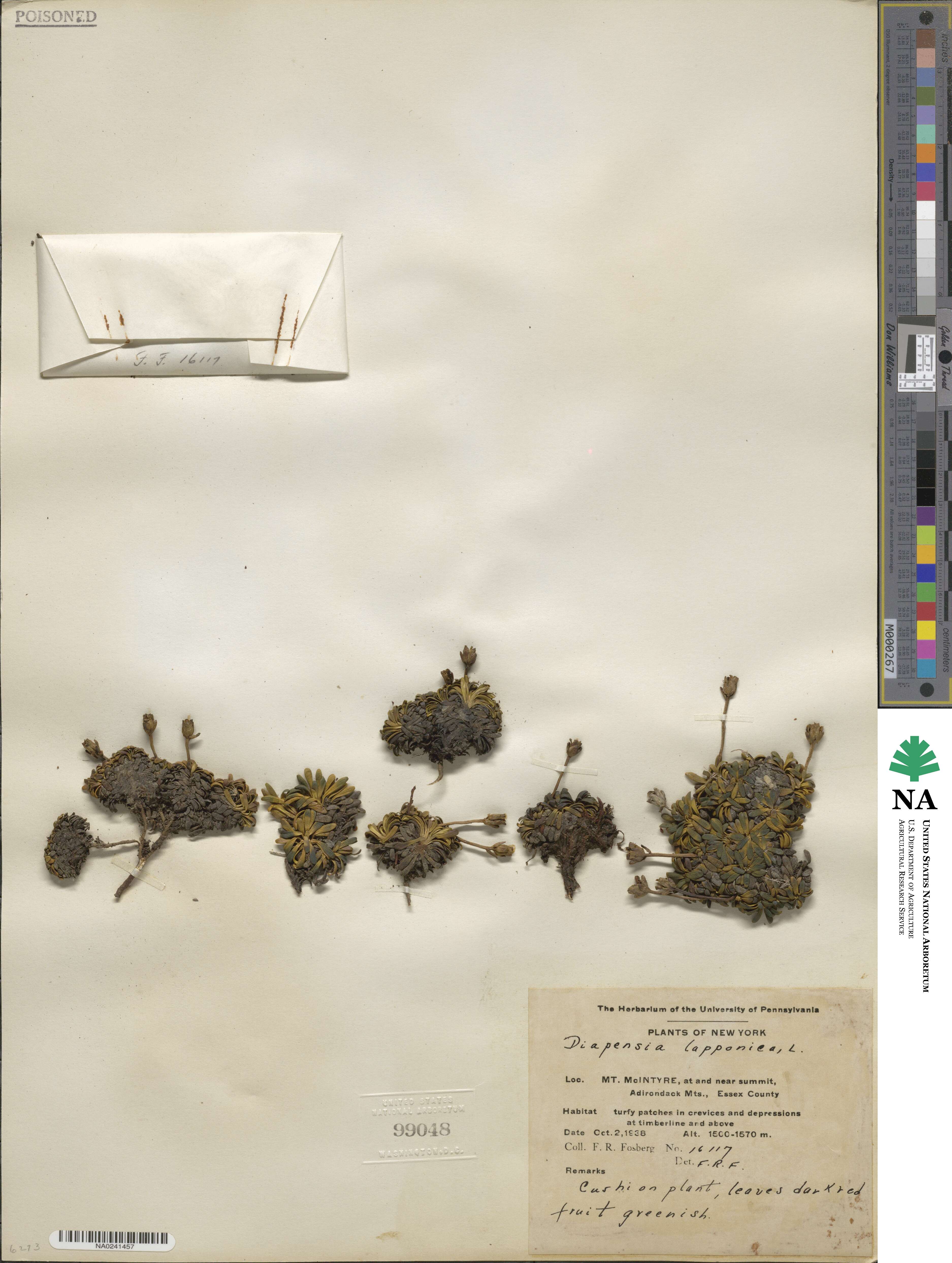 Diapensia lapponica image