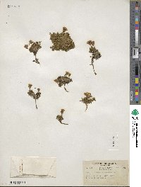 Diapensia lapponica image