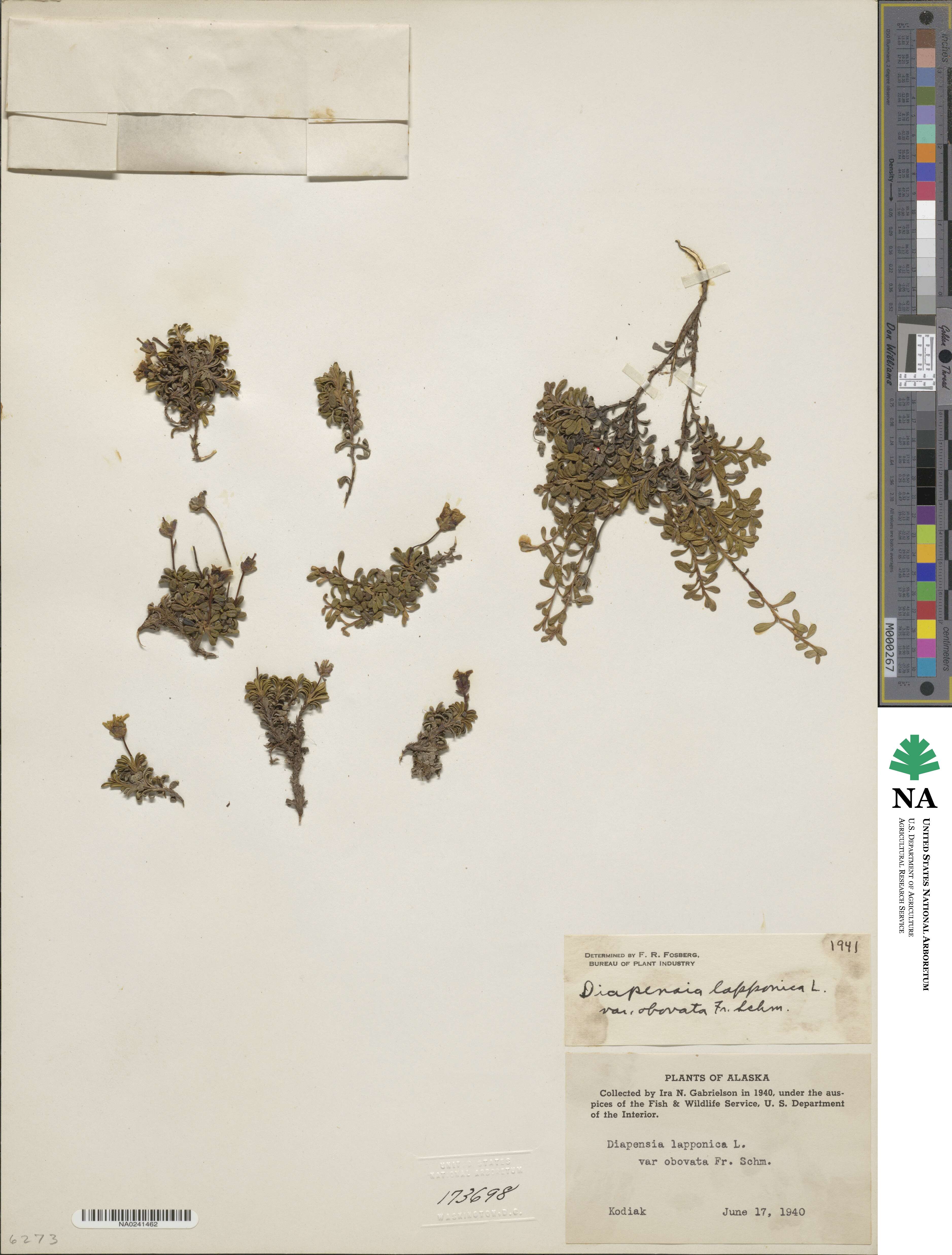 Diapensia lapponica image