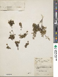 Diapensia lapponica image