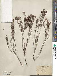 Erica tetralix image