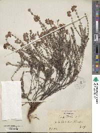 Erica tetralix image