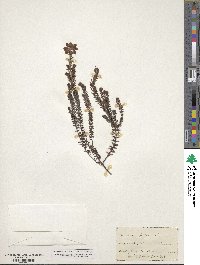 Erica tetralix image