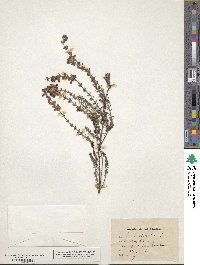 Erica tetralix image