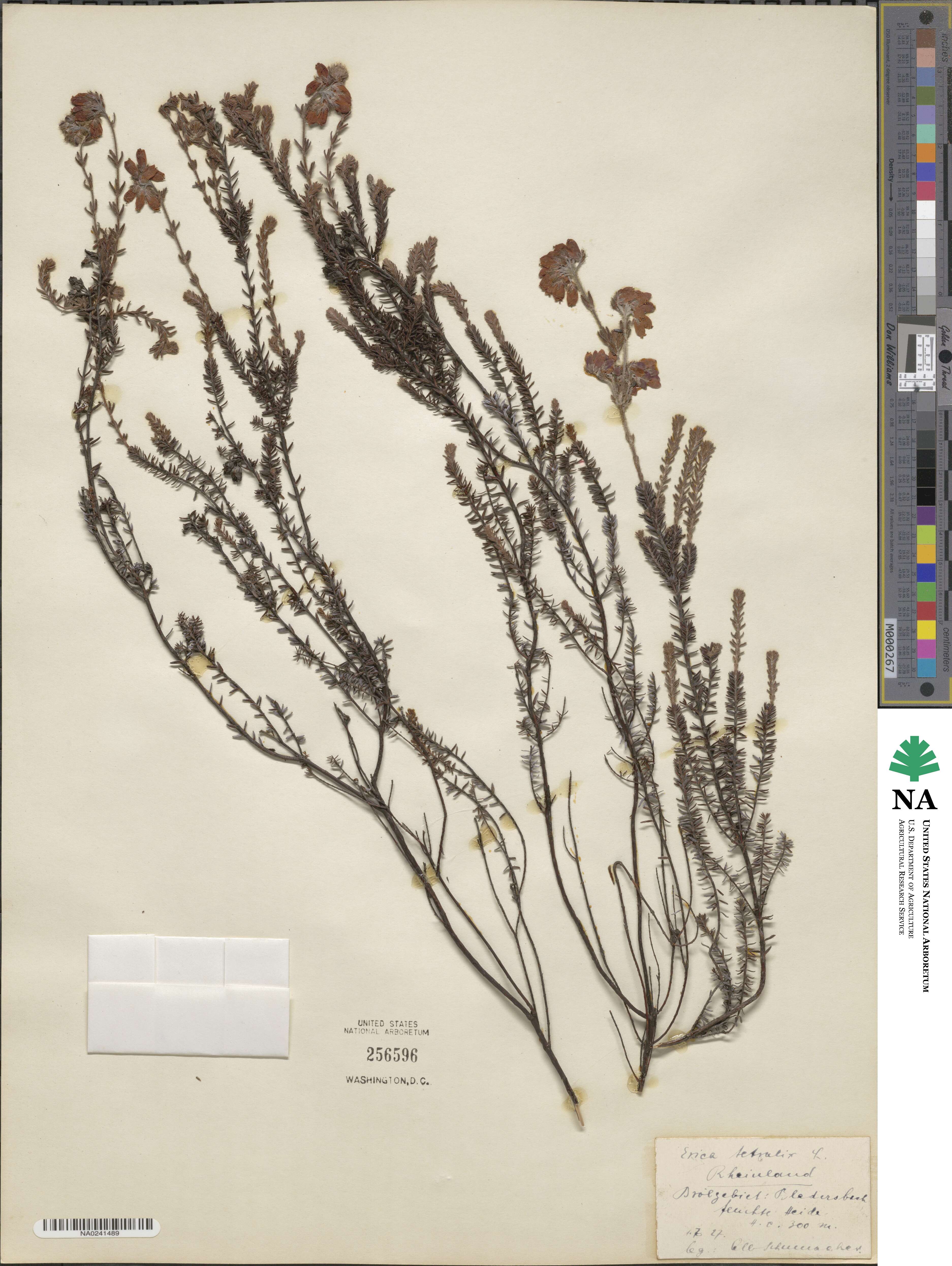 Erica tetralix image