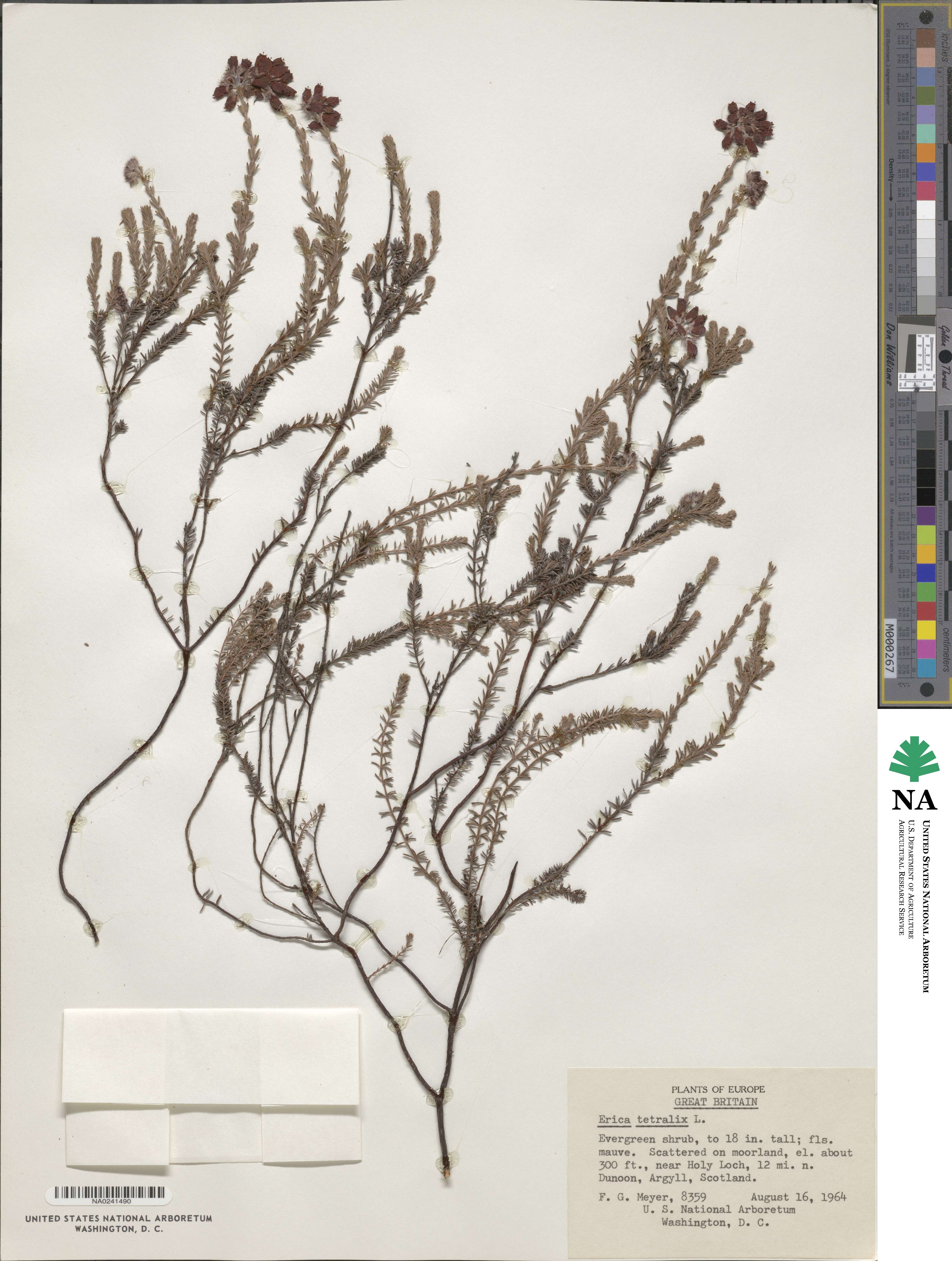 Erica tetralix image