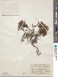 Erica umbellata image