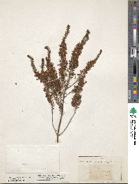 Erica vagans image