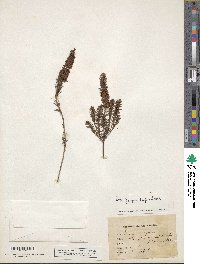 Erica vagans image