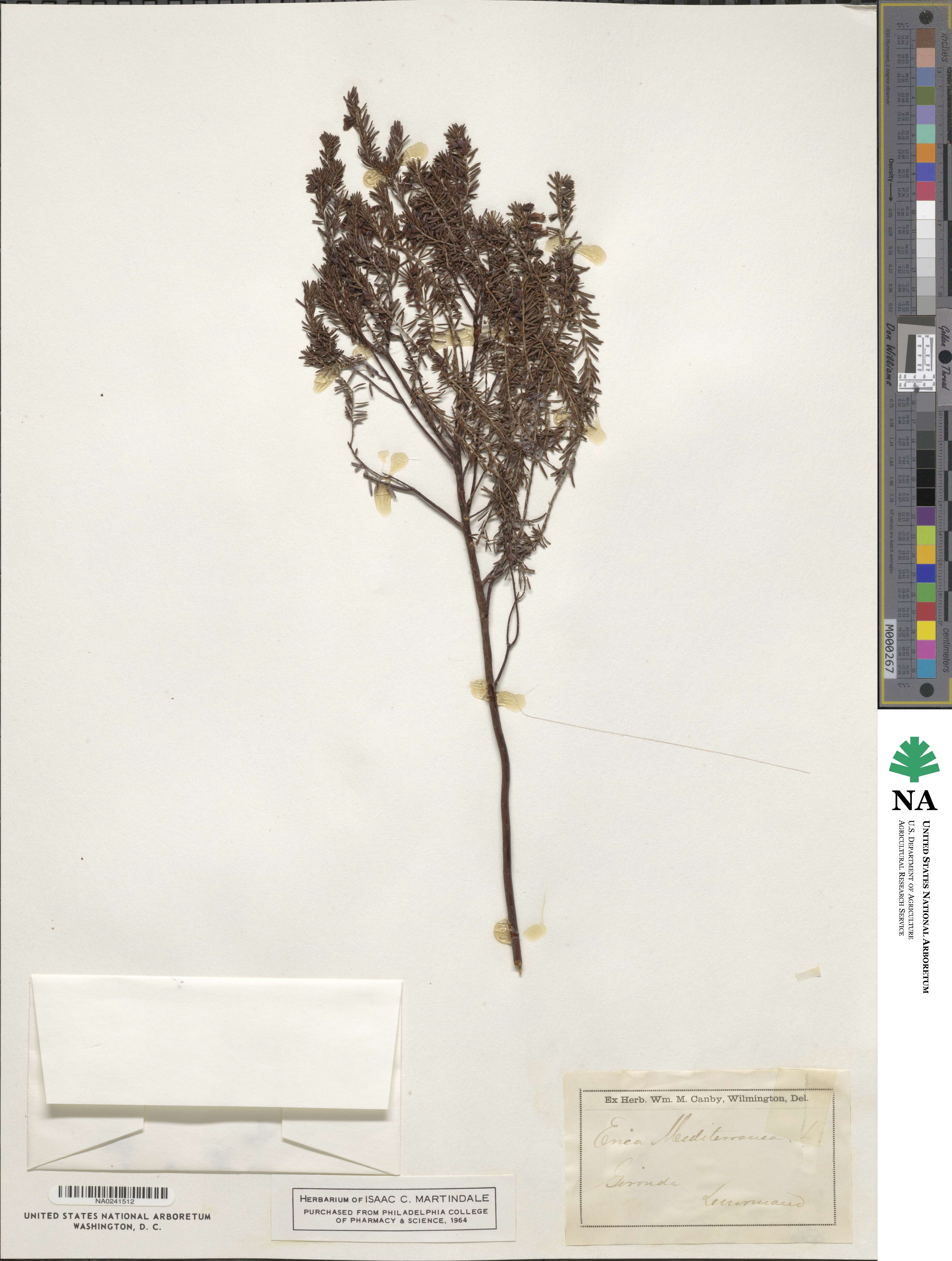Erica mediterranea image