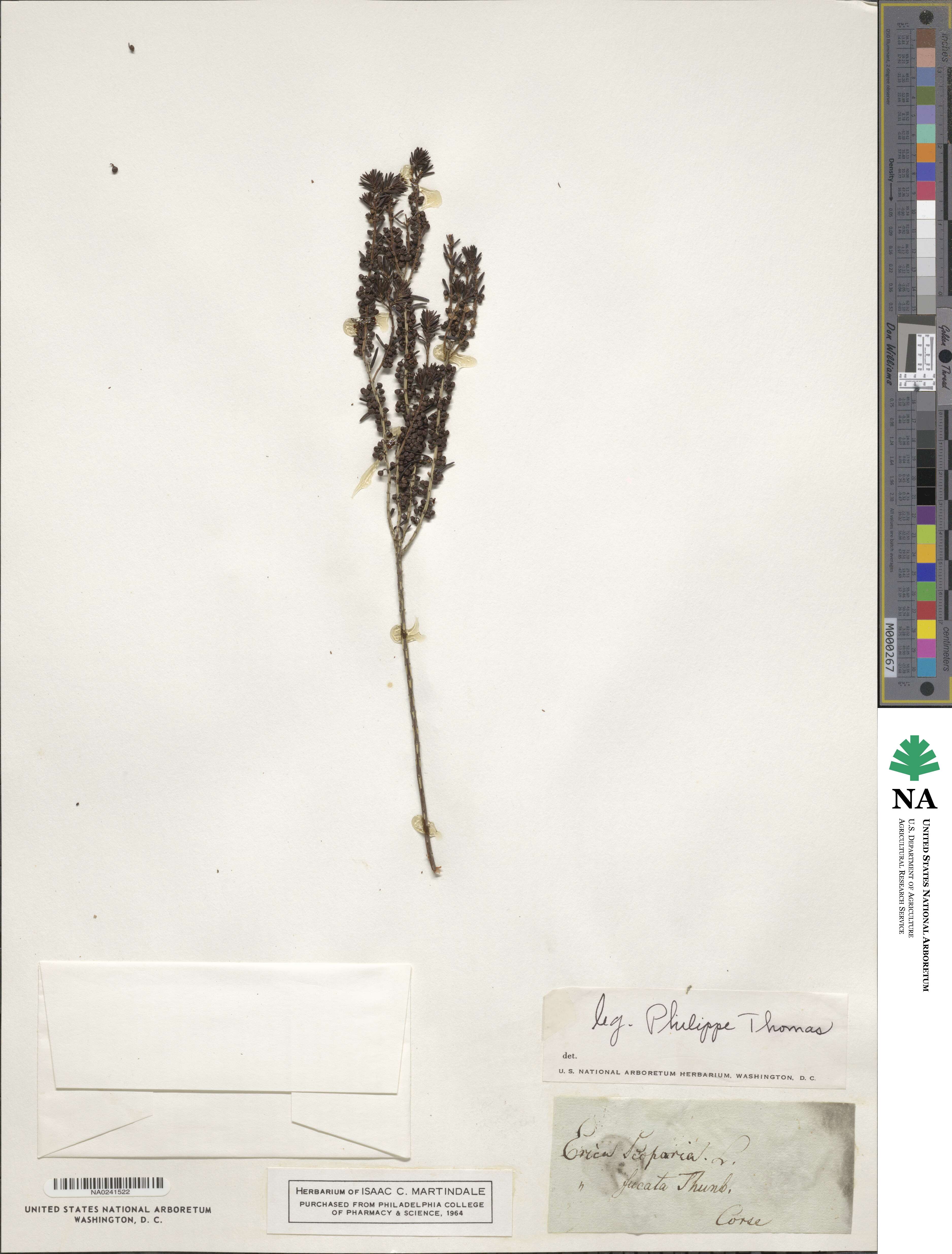 Erica scoparia image
