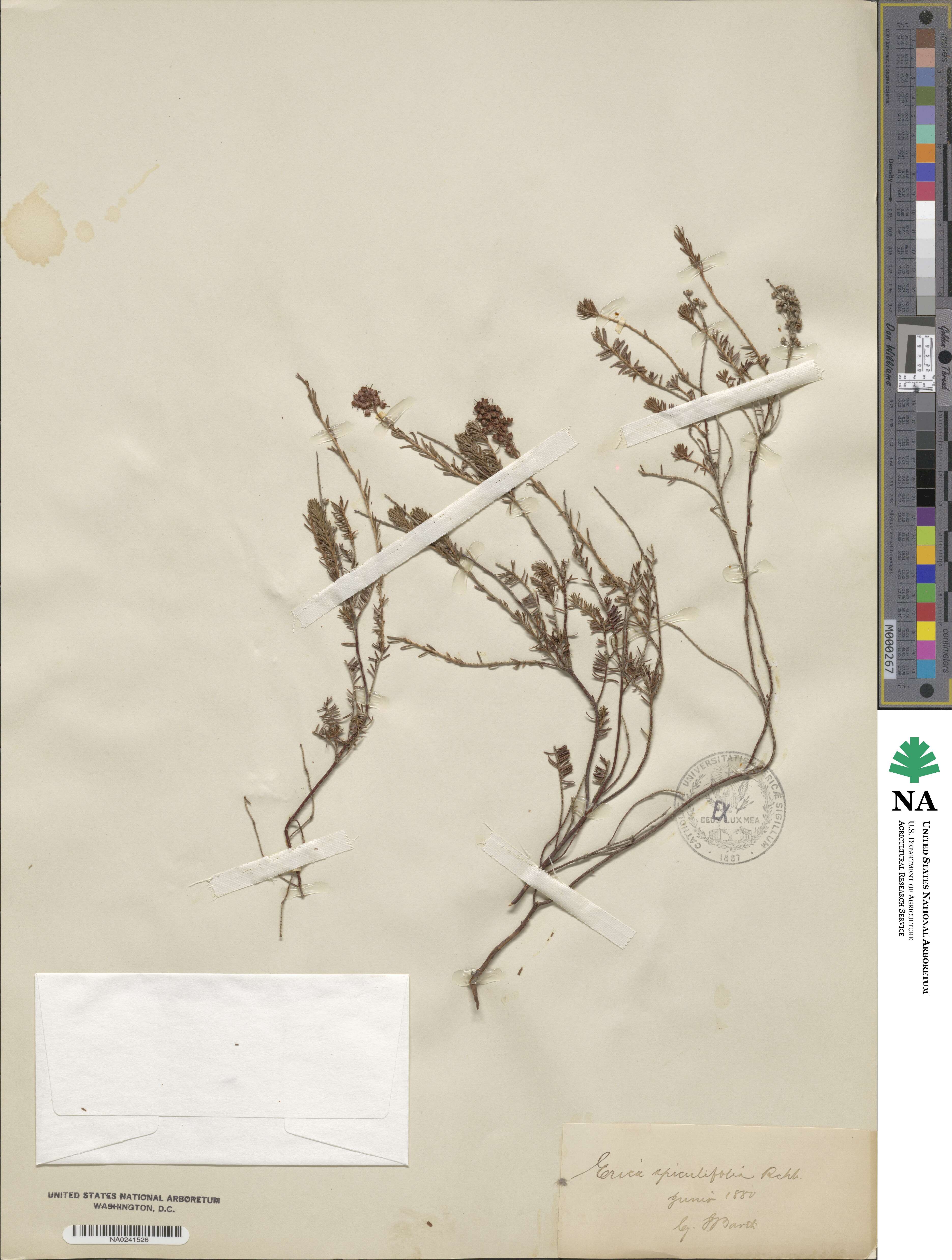 Erica spiculifolia image