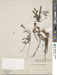 Erica terminalis image