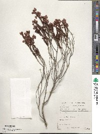 Erica affinis image