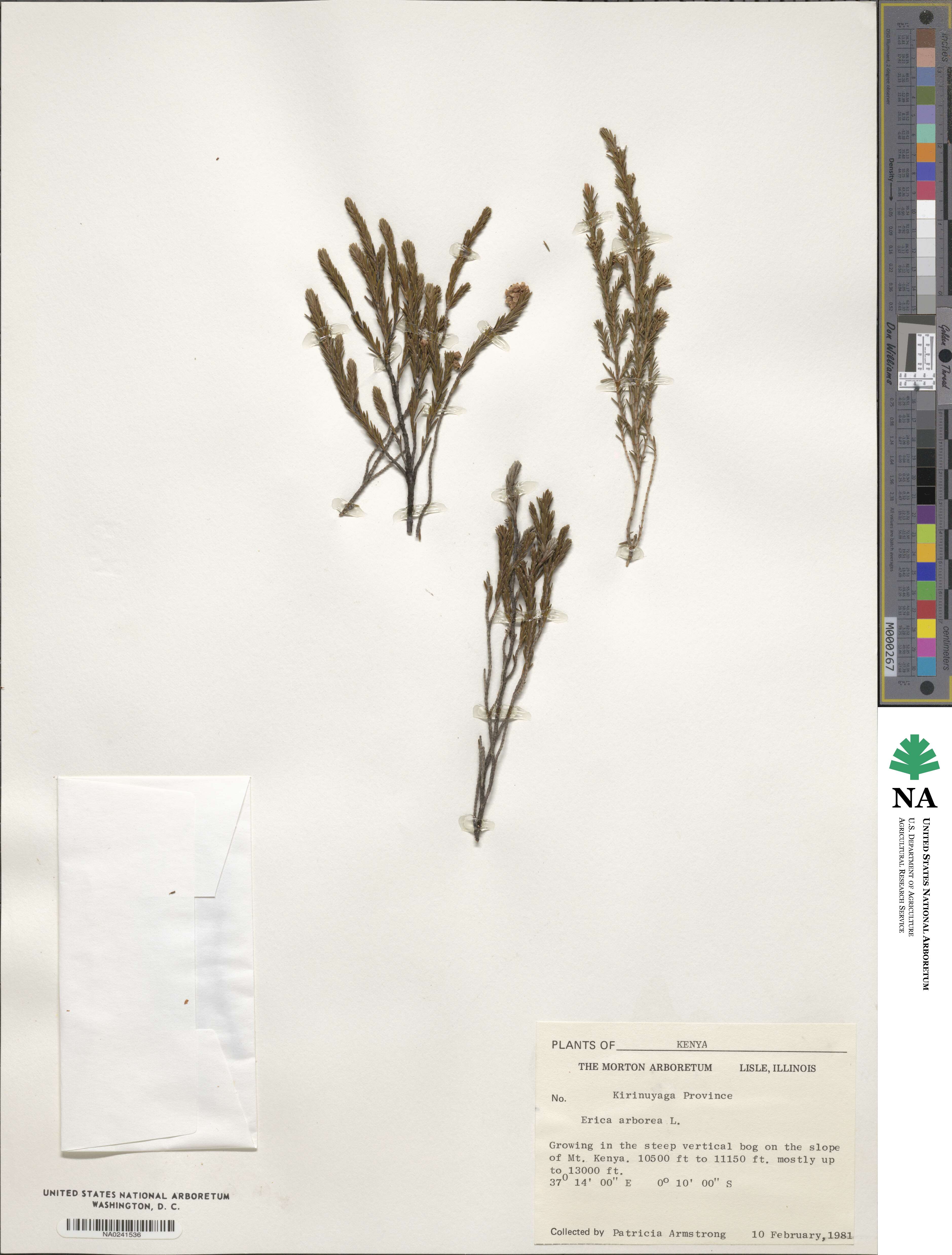 Erica arborea image