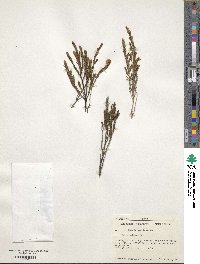 Erica arborea image