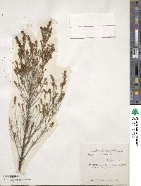 Erica arborea image