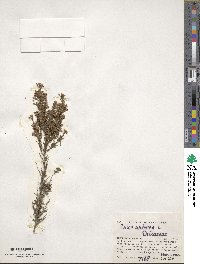 Erica arborea image