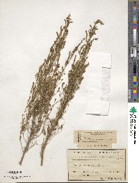 Erica arborea image