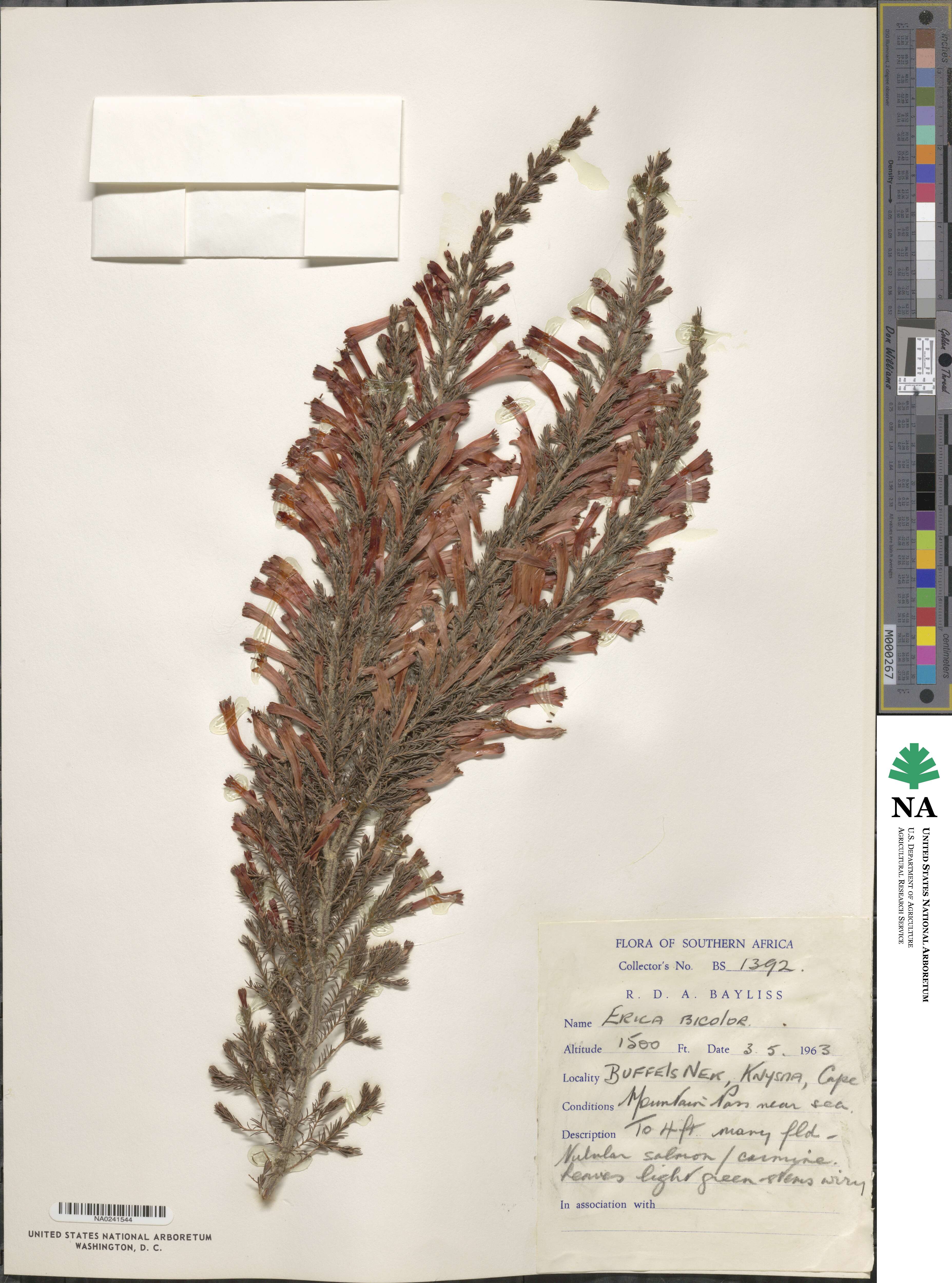 Erica bicolor image