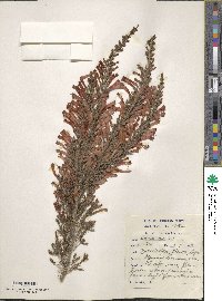 Erica bicolor image