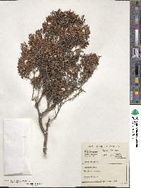 Erica caffra image