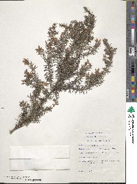 Erica caffra image