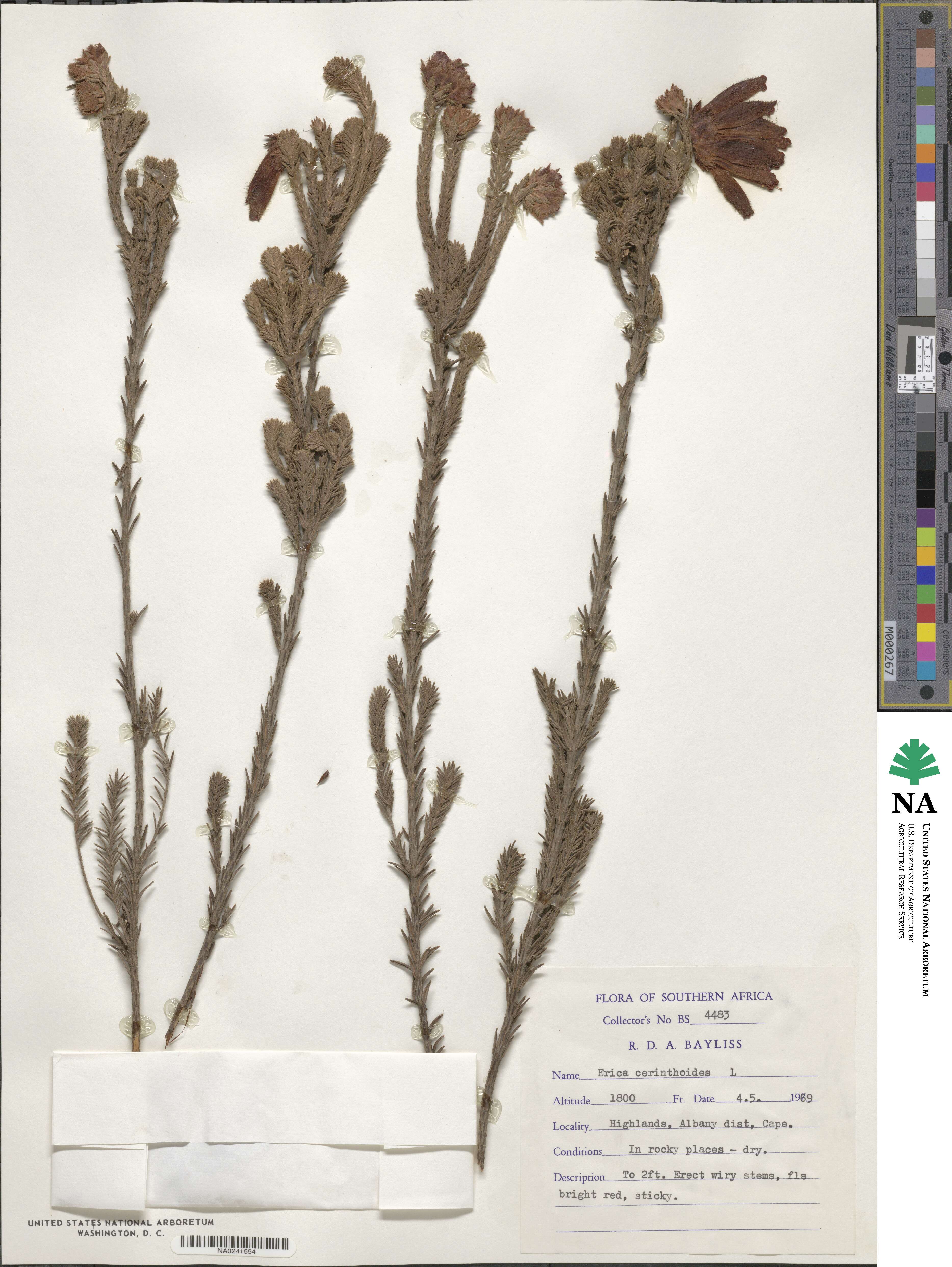 Erica cerinthoides image