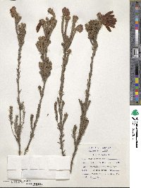 Erica cerinthoides image