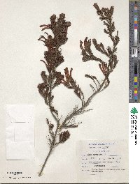 Erica curviflora image