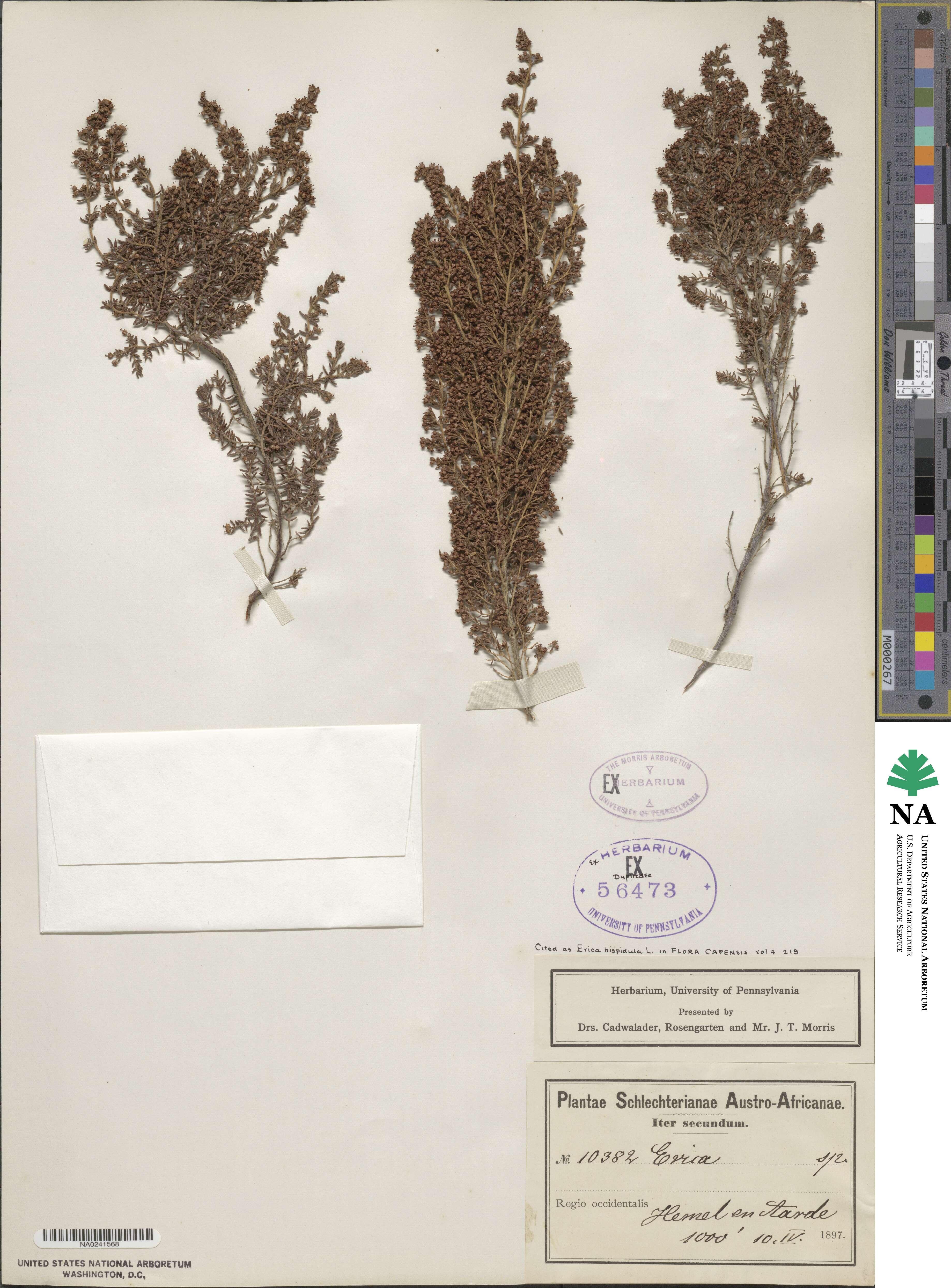 Erica hispidula image