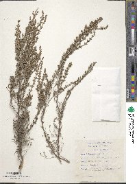 Erica imbricata image