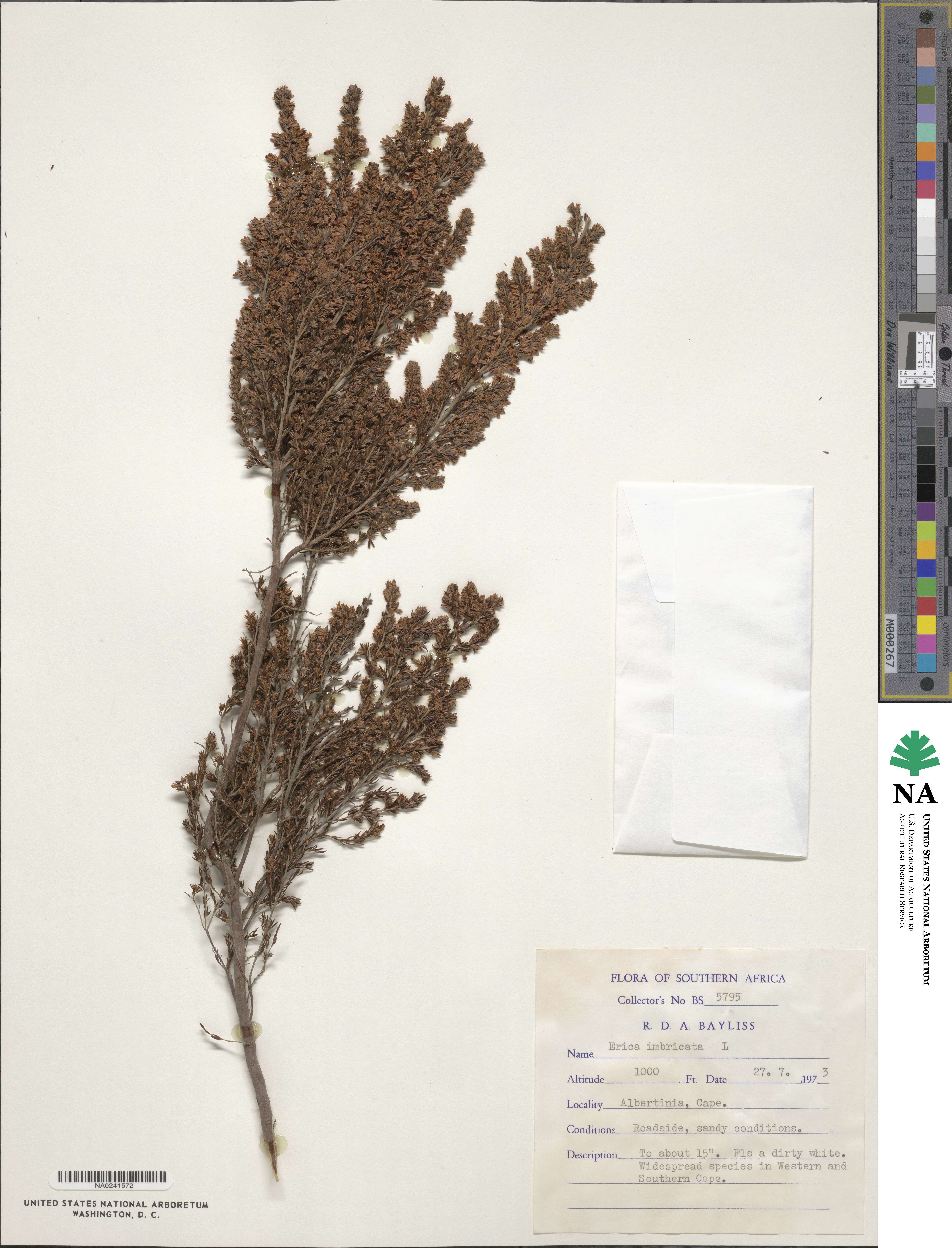 Erica imbricata image