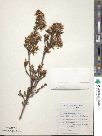 Image of Erica daphniflora