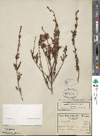 Erica daphniflora image