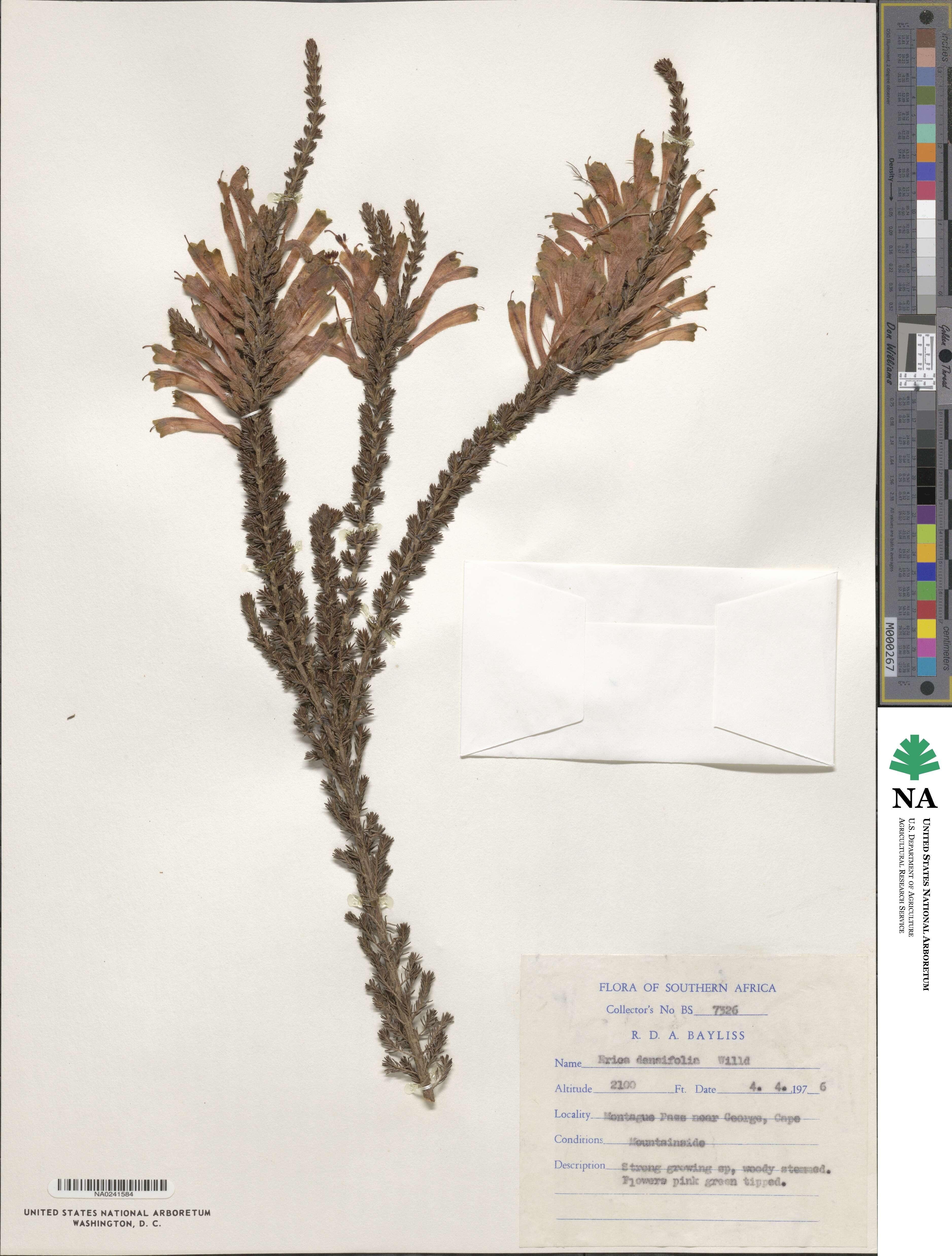 Erica densifolia image
