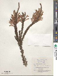 Image of Erica densifolia