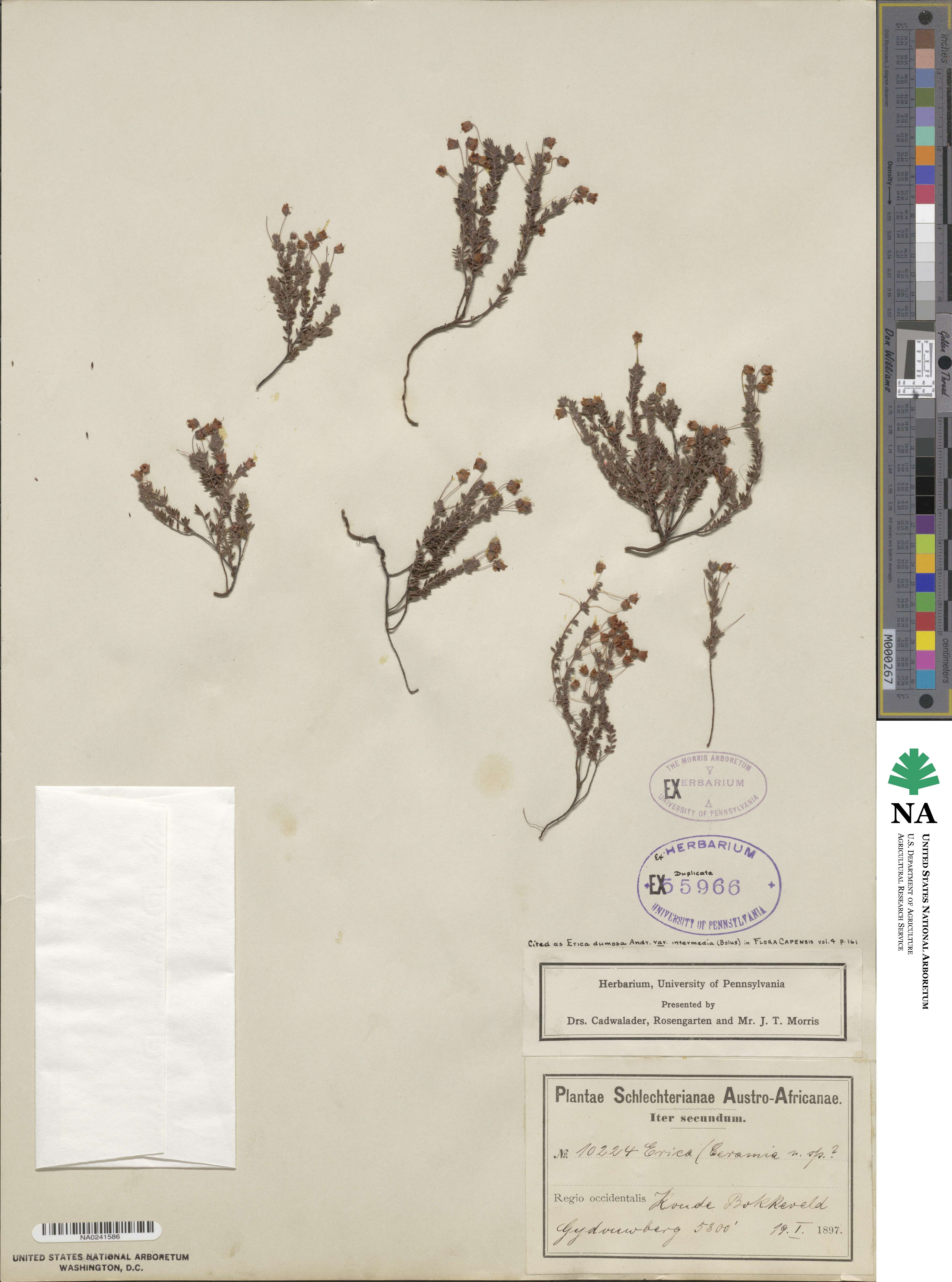 Erica longipedunculata var. intermedia image