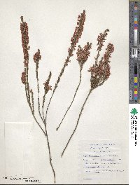 Image of Erica georgica